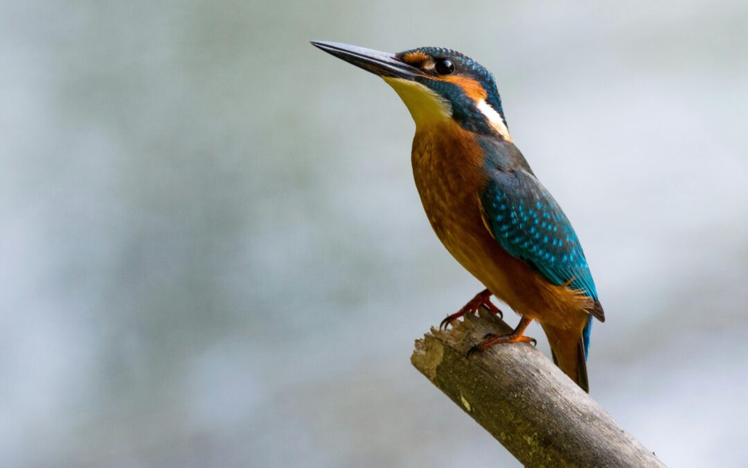 Vogelbeobachtung mit dem Seekult Saunafloß